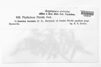 Cryptomycina pteridis image